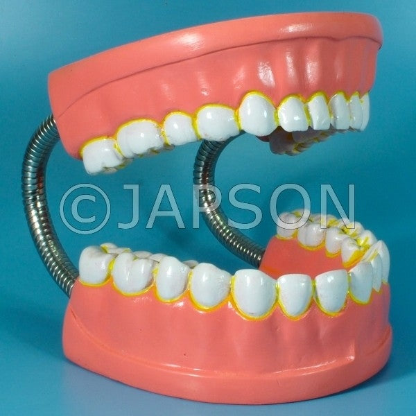 Human Teeth Model, Dental Care Human Teeth Model, Dental Care